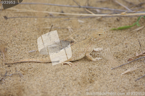 Image of Lizard