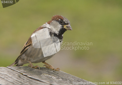 Image of House Sparrow.