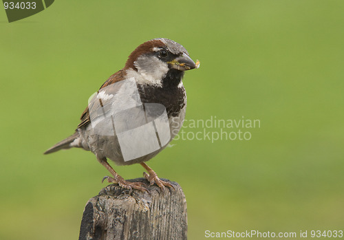 Image of House Sparrow.