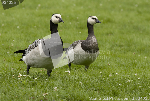 Image of Barnacle Goose. 