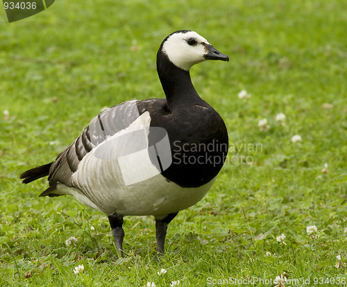 Image of Barnacle Goose. 