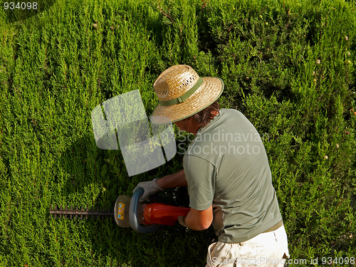 Image of Pruning a hedge