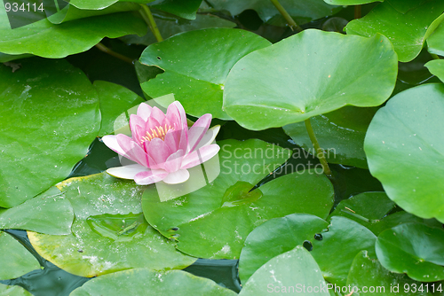 Image of Lily flower