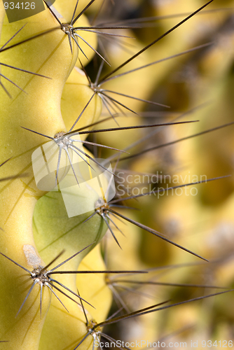 Image of Cactus