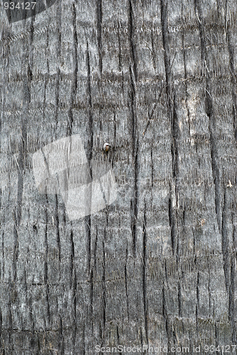 Image of Palm tree trunk texture