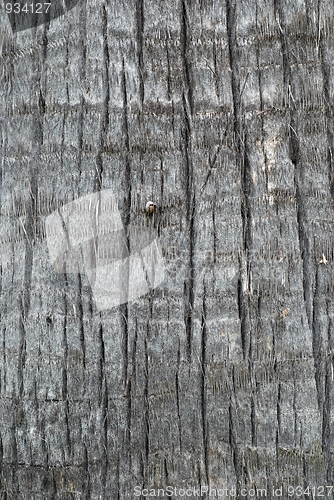 Image of Palm tree trunk texture