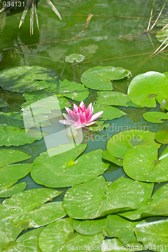 Image of Pond