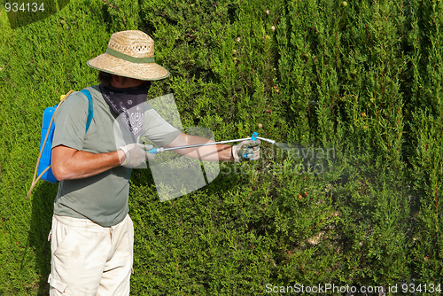 Image of Gardener spraying pesticide