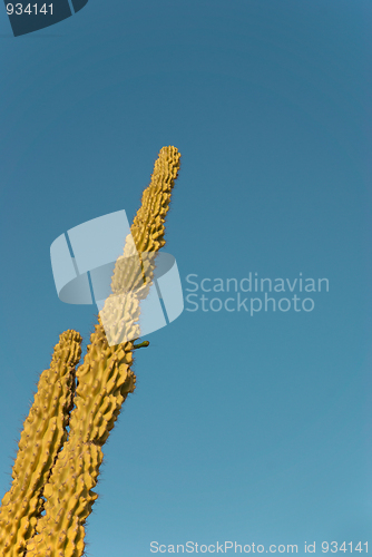 Image of Cactus