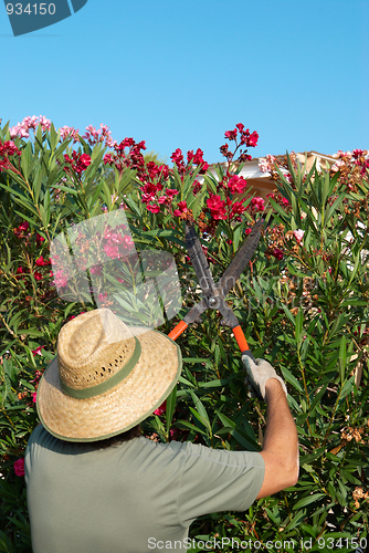 Image of Gardener pruning