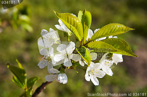 Image of Cherry flowers