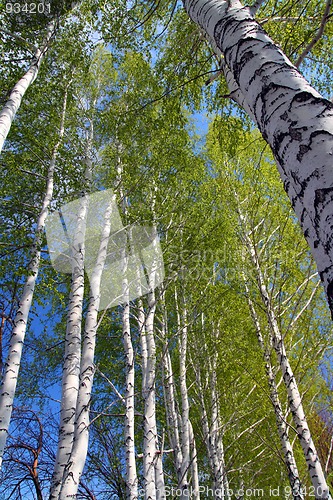 Image of spring in birch tree woods