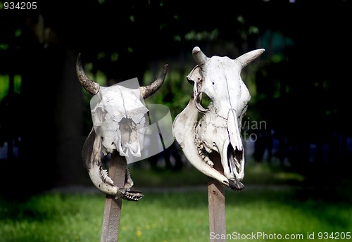 Image of cow skulls