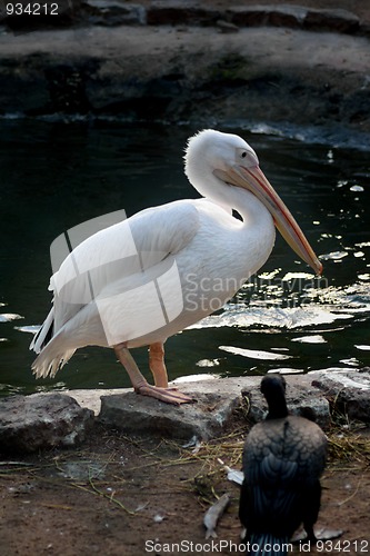 Image of big white pelican