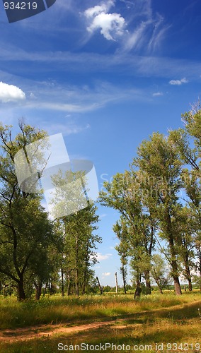 Image of summer landscape with poplar trees