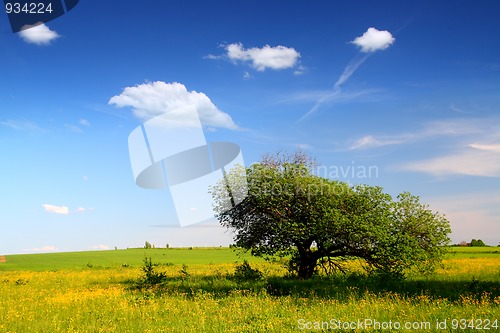 Image of landscape with strange tree