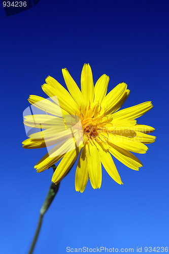 Image of yellow flower under sky