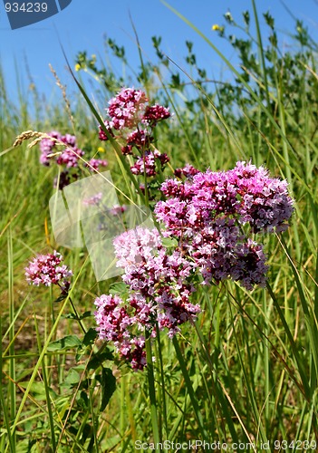 Image of origanum vulgare