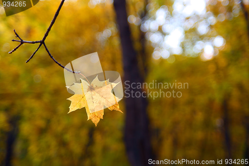 Image of single yellow autumn leaf