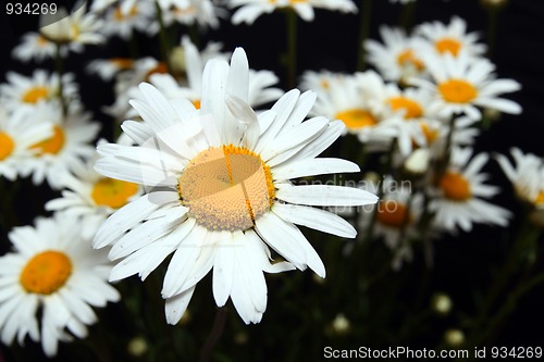 Image of camomiles close-up on black