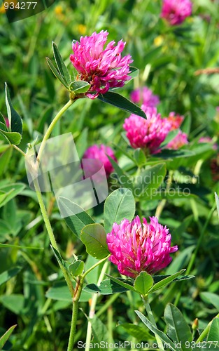 Image of clover flowers