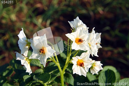 Image of potatoes flowers
