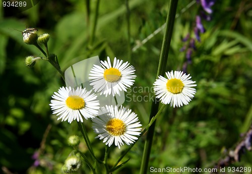 Image of four camomiles with narrow petals