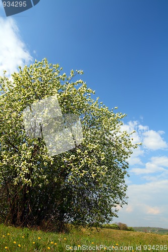 Image of blossom bird cherry tree