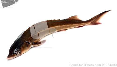 Image of russian sturgeon