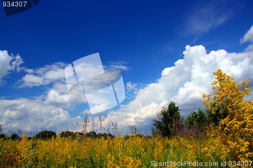Image of summer landscape
