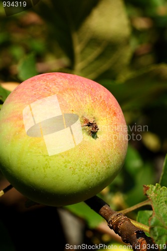 Image of apple on branch