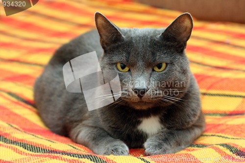 Image of big gray cat