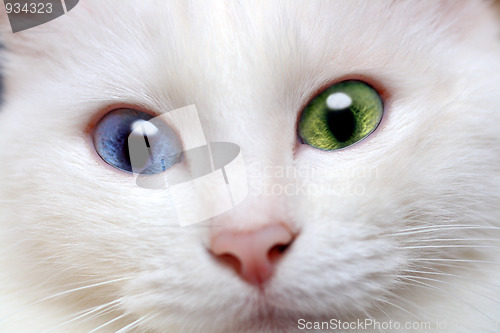 Image of white cat with different colored eyes