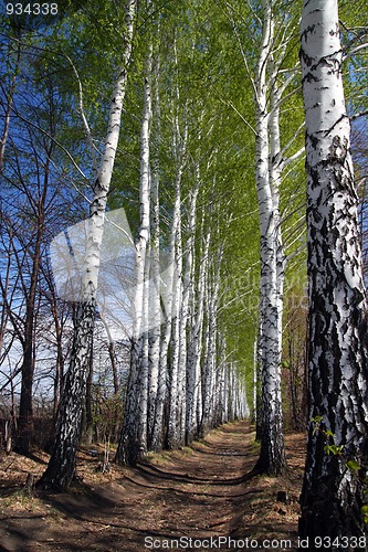 Image of spring birch woods alley