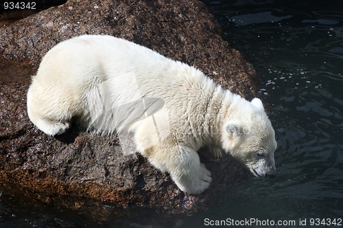 Image of white bear cub