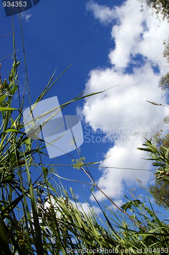 Image of view on sky out of grass