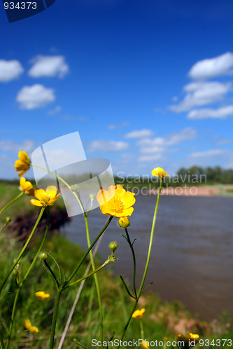 Image of flowers near river in summer