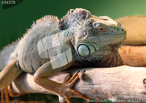 Image of iguana on branch