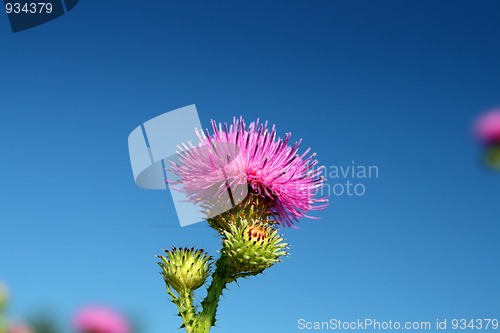 Image of thistle flower