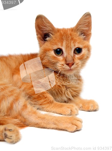 Image of red small cat