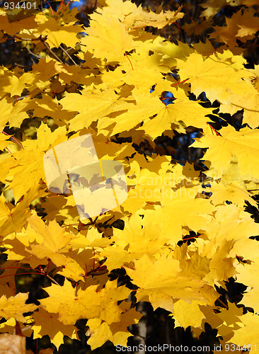 Image of bright yellow maple leaves