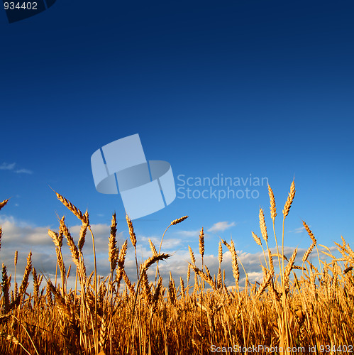 Image of stems of wheat in sunset light