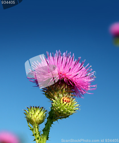 Image of thistle flower