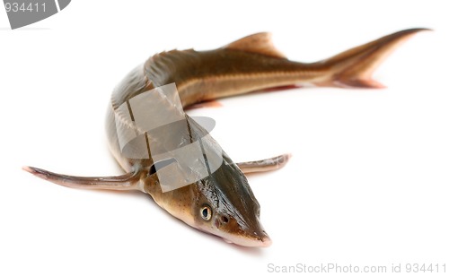 Image of russian sturgeon