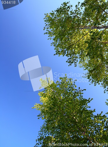Image of sunlight on top of birch trees