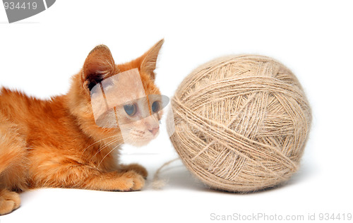 Image of small cat and big clew of wool