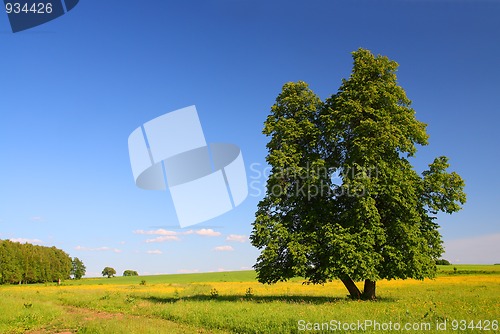 Image of summer landscape with lime-tree