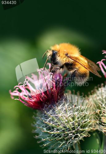 Image of bumble-bee on thistle flower