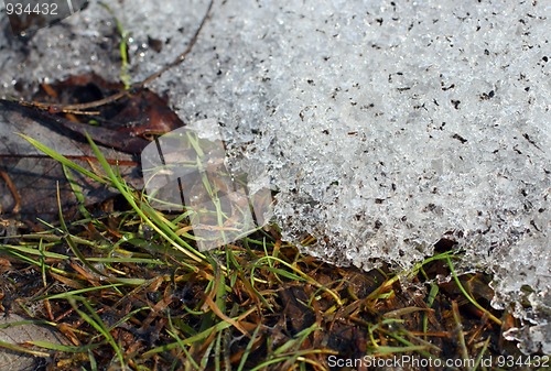 Image of spring grass under melt snow