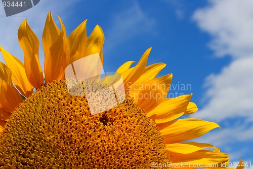 Image of fragment of sunflower